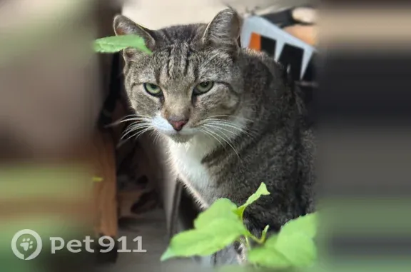 Found cat Woodbury Heights, photo: Found cat near Chestnut and Academy Ave, Woodbury Heights — pink collar and white paws
