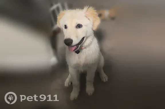 Lost dog, Lexington Circle, 550, Grand Prairie, Fort Worth — female with a pink collar - photo