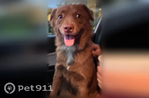 Found pets Houston, photo: Found dog, Rebecca Street, 3654, Houston — female with a bow-and-diamond collar