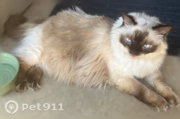 Found pets Arlington, photo: Found cat, Valley Court, 900, Arlington — fluffy Ragdoll with no collar