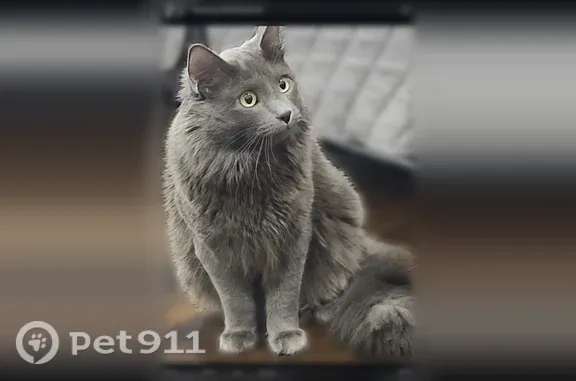 Lost male cat, Phillips Avenue, Shrewsbury — grey and fluffy - photo