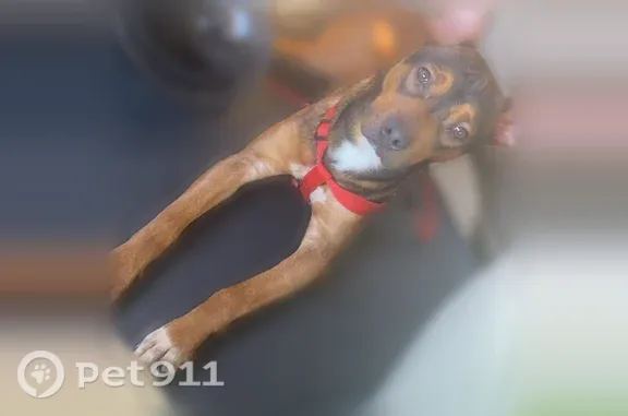 Missing dog Fort Worth, photo: Lost male dog, Fort Worth — has a white paw