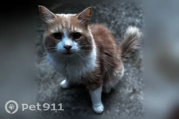 Found pets Arlington, photo: Found male cat, South Lenox Street, 69, Worcester, Arlington — very hungry and thin
