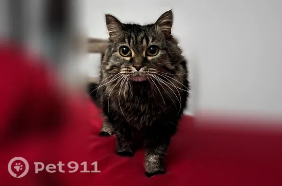 Lost cat, female, South Amber Lane, 9668, Sandy — small 10-year-old mix - photo