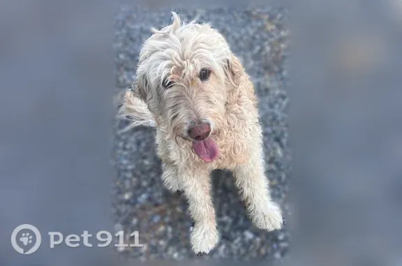 Found pets Corrales, photo: Found dog, Monell Drive Northeast, 730, Albuquerque, Corrales — friendly, large cream shaggy dog