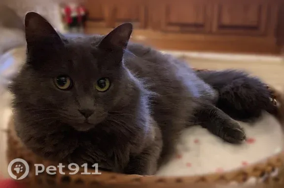 Lost cat, Woodvale Avenue, 503, Lafayette — female with dark gray, long fur - photo