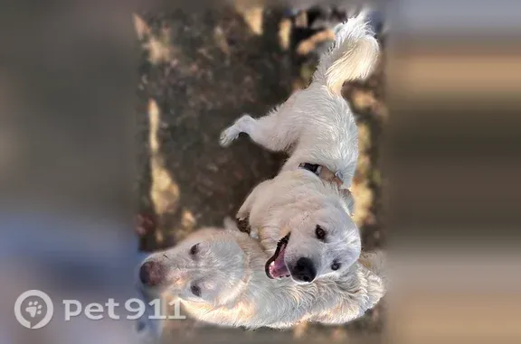 Lost male dog, Legendary Court, 1506, Grand Prairie, Fort Worth — large white Great Pyrenees - photo