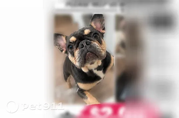 Missing dog Grapevine, photo: Lost female dog, Grayson Drive, 2050, Grapevine — French Bulldog, missing around 9 AM