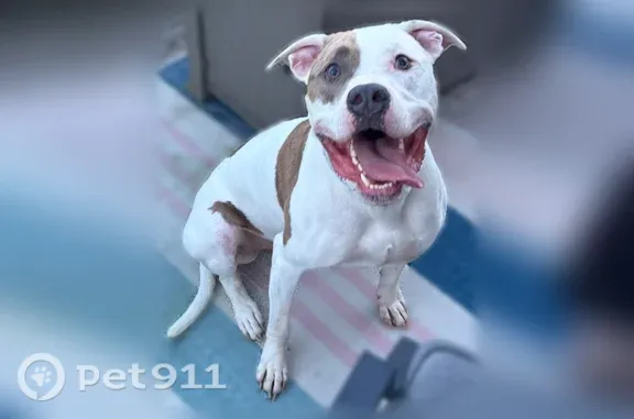 Lost and found pets Philadelphia, photo: Found dog, Leesport, Pennsylvania, Philadelphia