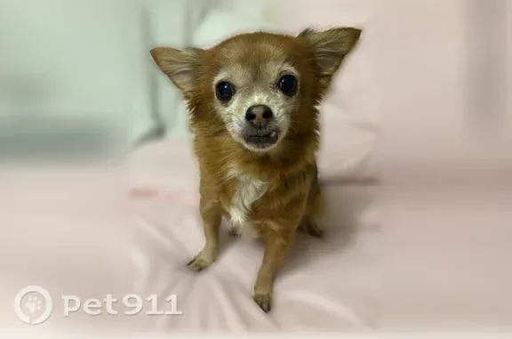 Lost dog, 3rd Avenue, 1482, Joliet — female Chihuahua - photo
