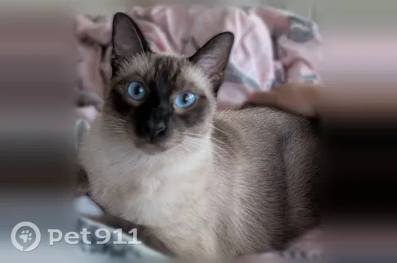 Lost cat, Broadmoor Drive, 1200, Austin — affectionate male with blue eyes - photo