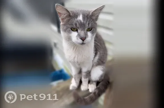 Lost male cat, Union Street, 1650, Indianapolis — talkative and gray with white underneath - photo