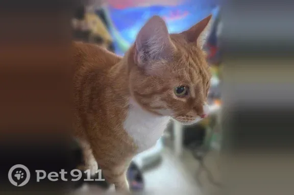 Missing cat Oak Hills, photo: Lost cat, Northwest Charlais Street, 16469, Beaverton, Portland — male with orange coat and green eyes