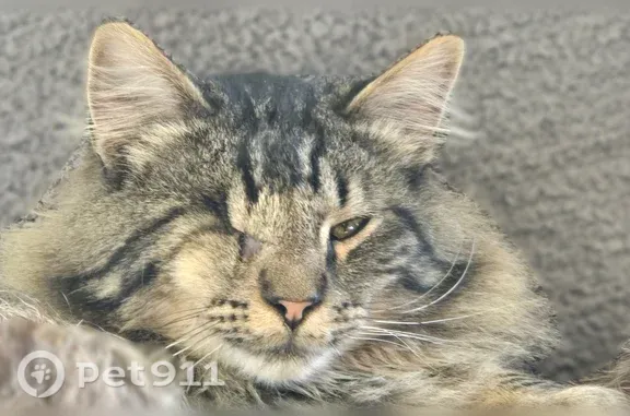 Missing cat Clinton, photo: Lost cat, Silver Street, 11089, Clinton — male, missing right eye