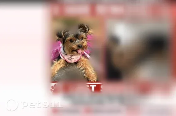 Lost Dog, female, Salis Drive, 6427, Jacksonville — black-and-tan Yorkie - photo