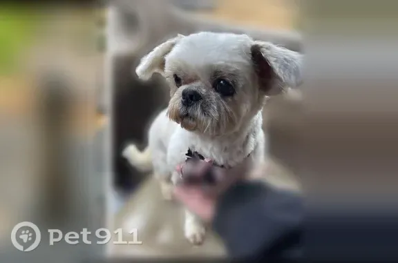 Lost dog, female, Progress Road, 966, Ellijay, Atlanta — shaved top, long face and legs - photo