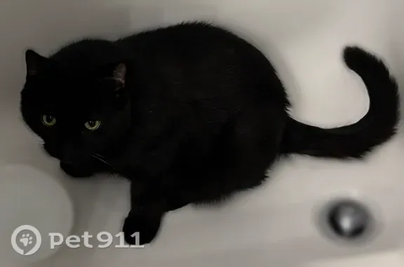 Missing cat Charlotte, photo: Lost cat, Lucille Court, 108, Ladson, Charlotte — male, all black with green eyes