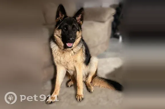 Lost Dog, Creal Springs, Illinois, Nashville — female dog named Rumi - photo