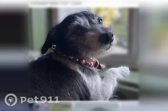 Lost dog, 104th Street East, 5309, Tacoma — small black and white scruffy female - photo