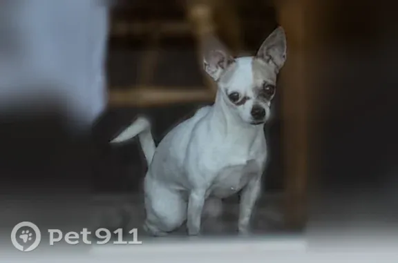 White and tan fur very small chihuahua