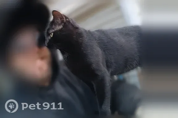 Missing cat North Charleston, photo: Lost cat, North Charleston — male with a solid black coat