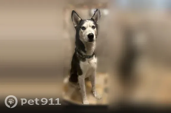 Lost dog, Winter Avenue, Wyandanch — male - photo