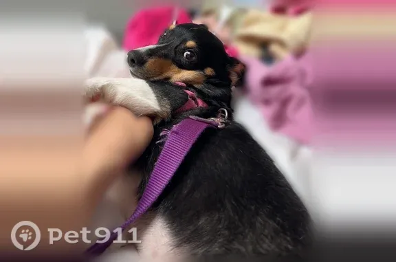 Lost dog, Manchester — wearing a hot pink harness and purple leash - photo