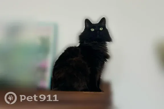 Lost male cat, Beaumont Avenue, 1456, Knoxville — large, friendly, green-eyed - photo