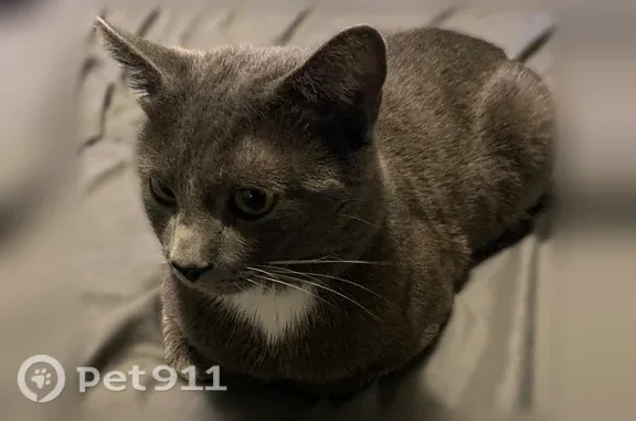 Lost cat, South Quebec Way, 1939, Denver, St. Louis — grey with white paws and greenish eyes - photo