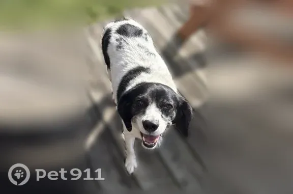 Lost and found pets Indianapolis, photo: Found dog, Parc Chateau Drive, 7295, Indianapolis — spotted black and white, great with kids
