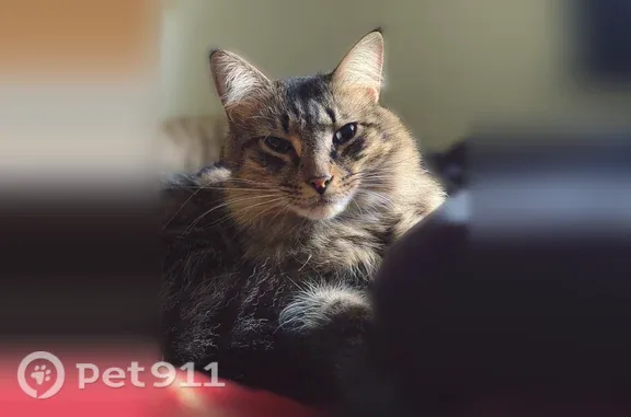 Lost cat, male, West Grand Blanc Road, 3075, Mundy Charter Township, Swartz Creek — green eyes - photo