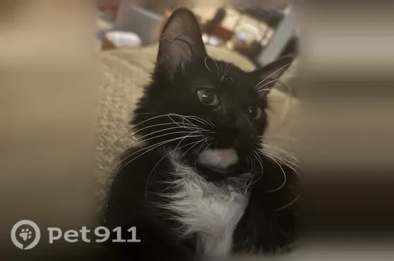Ran from car. Black and white tuxedo cat with yellow eyes and long whiskers. Won’t come when called please do not chase
