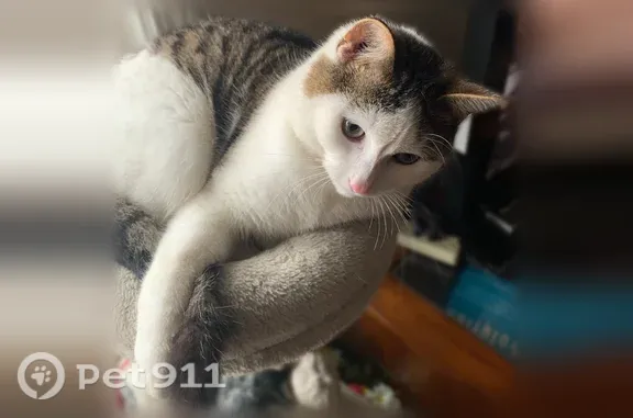 Lost male cat, Maynard Road, 8298, Marlette — mainly white with tan and black saddle stripes - photo