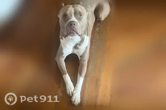 Missing dog Male, Conyers (usl546046) - photo