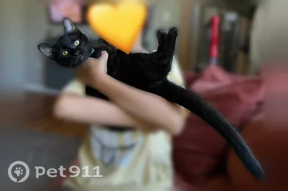 Lost and found pets Spokane, photo: Lost cat, West Wellesley Avenue, Spokane — male, black coat, bright yellow eyes