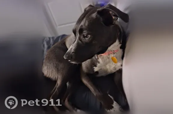 Lost female dog, Milwaukee Street, 9886, Thornton — shy pup with spotted chest and feet - photo
