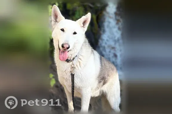 Lost Dog, Burbank Boulevard, 10405, Los Angeles — Male German Shepherd/Husky Mix - photo