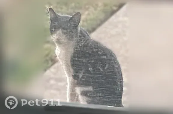 Found cat, Bryan Drive, 1300,...