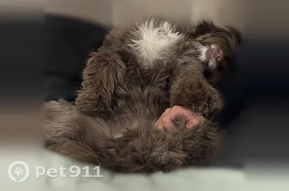 Lost female dog, West North Carolina 152 Highway, 9750, Mooresville, Charlotte — brown with a white stomach patch - photo