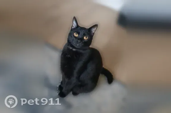 Lost cat, Oak Street Southeast, 2424, Albany, Redmond — small female with black fur - photo