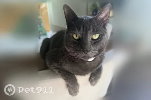 Lost and found pets Grand Junction, photo: Lost male cat, Crabapple Run, Grand Junction — gray with green eyes