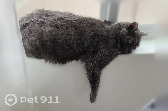 Lost and found pets Grand Junction, photo: Lost male cat, B 3/10 Road, 2839, Grand Junction — all gray with a fat belly