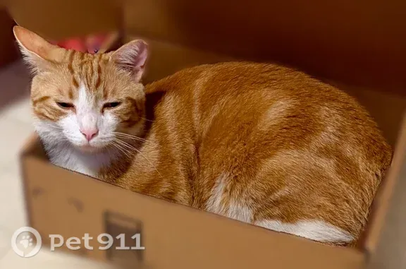 Lost male cat, Pioneer Village, Kentucky, Pioneer Village — may be in a garage - photo