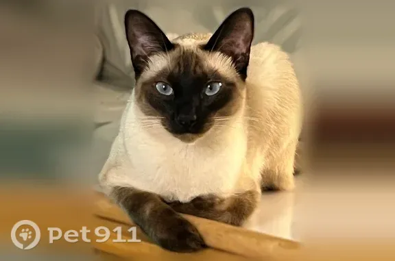 Missing cat Rochester Institute of Technology, photo: Lost cat, female, East Squire Drive, 41, City of Rochester, Rochester Institute of Technology — Lily, purebred Siamese