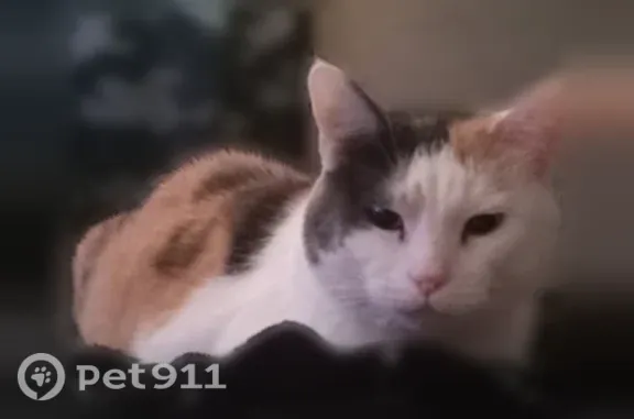 Lost female cat, Aldgate Way North, 205, Meridian — calico and usually calm - photo