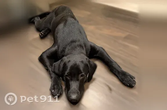 Missing dog Male, Ridge (usl546170) - photo