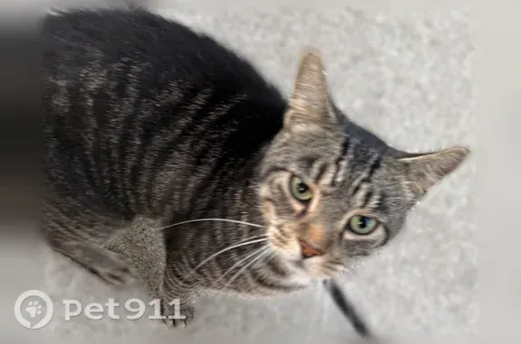 Cat found Female, McCordsville...
