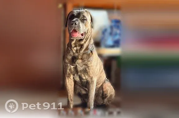Missing dog Male, Detroit (usl546174) - photo