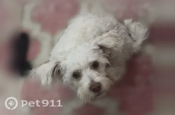 Missing dog Male, Seaford (usl546177) - photo