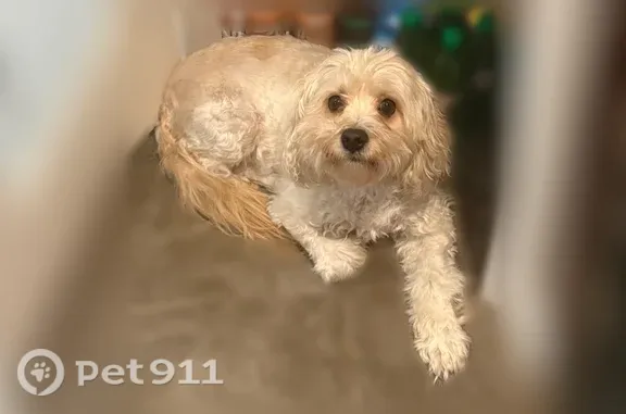 Missing dog Male, Syracuse (usl546178) - photo